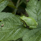 Tree frogs